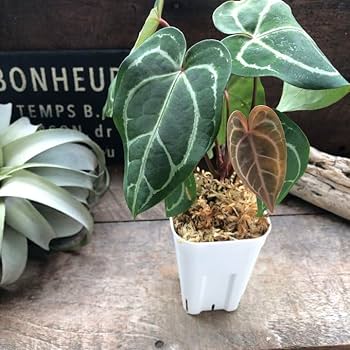 Amazon.co.jp: アンスリウム レッドクリスタリナムAnthurium